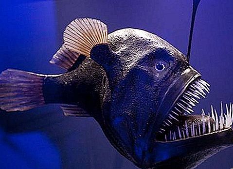 アンコウの魚-自然の驚くべき創造