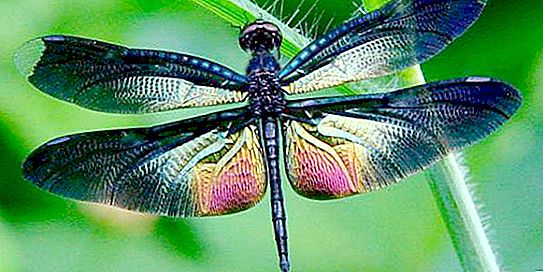 Kamangha-manghang malapit sa katawan, mga pakpak, mata ng dragonfly