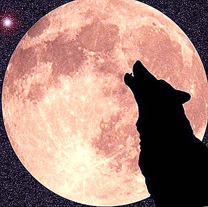 Tìm hiểu tại sao sói thực sự hú lên mặt trăng