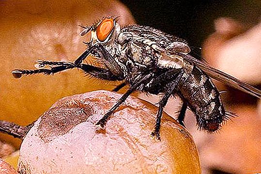 Why do flies rub their paws? Find out!