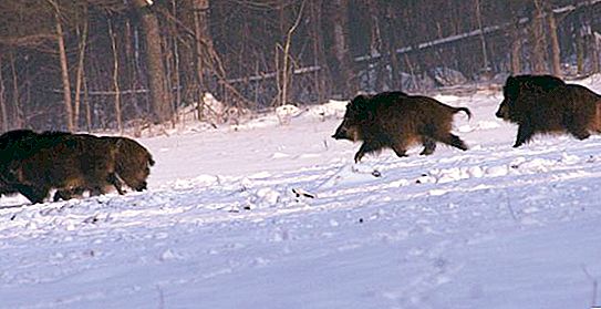 Winter vildsvin jagt med huskies