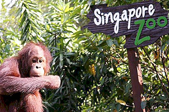 Kebun Binatang Singapura: ulasan, alamat, foto