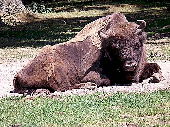 Ano ang kinakain ng isang bison? Bialowieza bison: larawan, paglalarawan