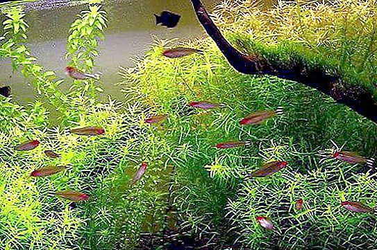 Didiplis diandra - نبات لحوض السمك
