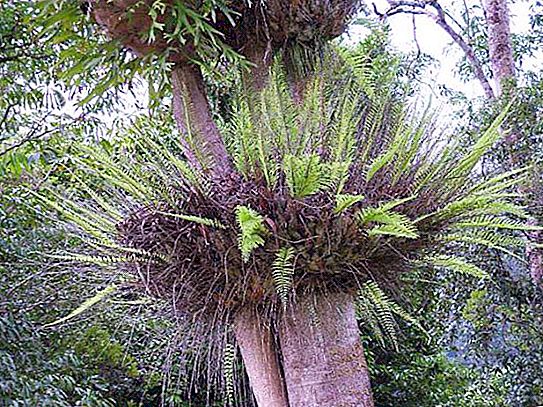 Epiphyte (tumbuhan): apakah ia dan di mana ia tumbuh