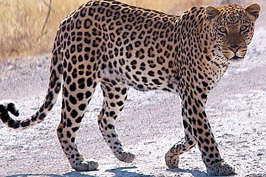 Leopardi füsioloogia, käitumine ja kiirus: huvitavad faktid eluslooduse maailmast ja tutvumine “merelise nimekaimuga”