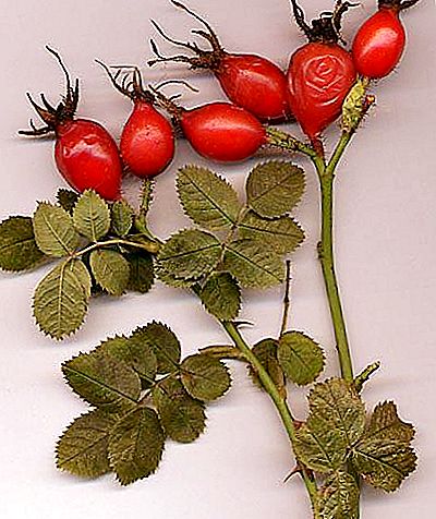 Where does the rosehip grow and what are its properties?
