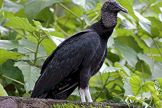 Where does the black vulture live? Find out!