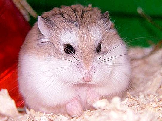 Di mana hamster hidup? Haiwan lucu dalam alam dan di rumah