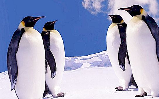 On viu el pingüí? On viuen els pingüins a part de l'Antàrtida?