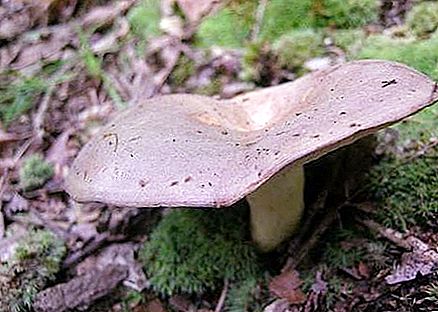 Gladysh - sieni, jolla on sillihaju