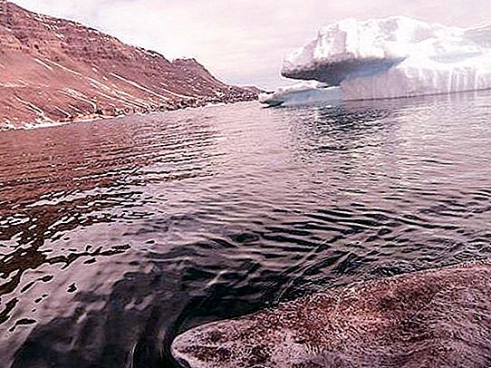 グリーンランドホッキョクザメ：説明、特徴、興味深い事実