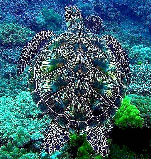 Kako želva diha pod vodo