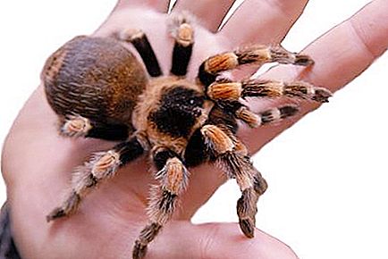 Hvilken livsstil er den største edderkoppen i verden