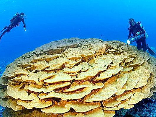 Er koraller et dyr eller en plante? Hvor findes koraller i naturen?