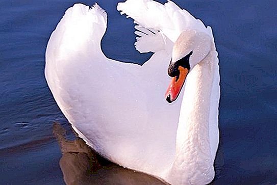 Mute swan: beskrivelse, habitat og foto