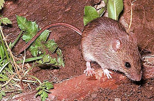 Ratón del bosque: ¿qué tipo de animal?