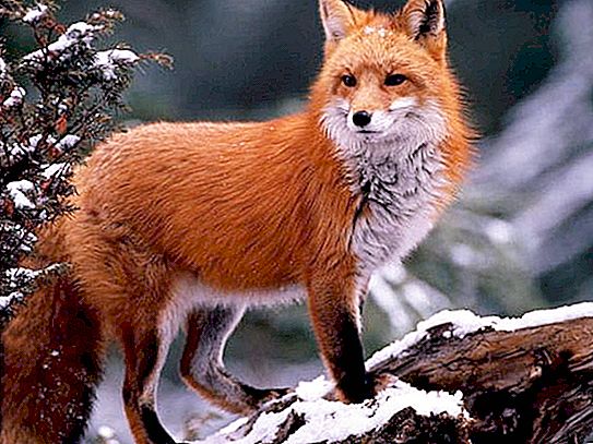 Opis líšky: vzhľad, výživa, návyky