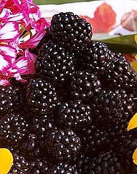 Let's talk about berries: tyutina (mulberry) in medicine and cooking