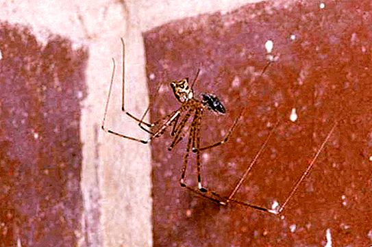 Cellar spider of the family Segestriidae