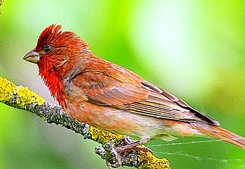 Pájaro de lentejas - plumas brillantes con una voz clara