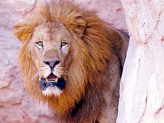Die größten Löwen der Welt. Aufzeichnungen, maximales Gewicht, Foto von Riesen