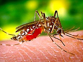 Vrouwelijke en mannelijke muggen - niet helemaal overbodig van aard