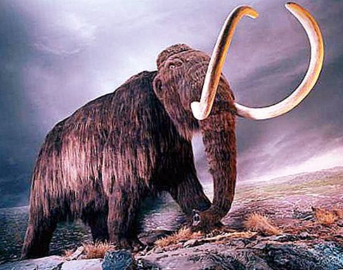 Gyapjas mamut: leírás, viselkedés, eloszlás és kihalás