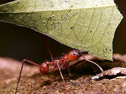 Kiek sveria skruzdėlė - išsiaiškinkime