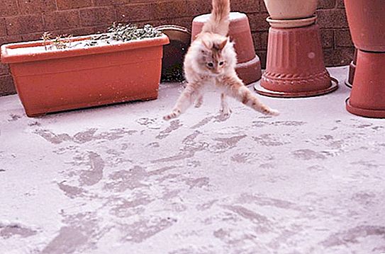 Schnee ist der schlimmste Albtraum einer Katze. 10 Fotos beweisen dies