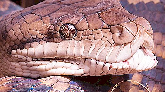 Di Florida, python yang sangat besar ditangkap, yang dibangkitkan oleh 4 orang