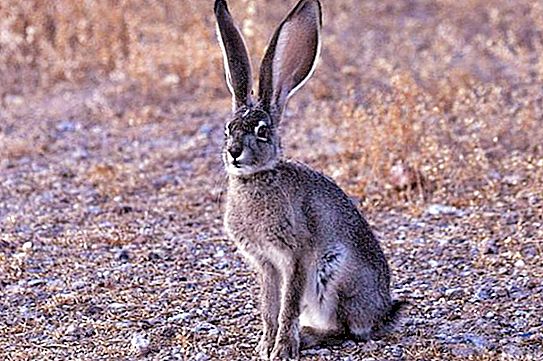 Hares. Their biological features. What is the maximum speed of a hare?