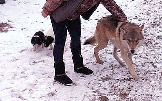 Inwoners van Malyshevo werden bang gemaakt door een wolf die door het dorp rende. Hij bleek thuis te zijn