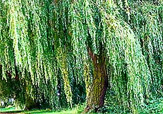 Willow weeping willow: cara mendapatkan kecantikan bercabang dari pendaratan pertama