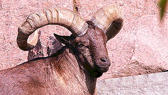 Kavkazské horské kozy: popis prohlídek, chov, strava