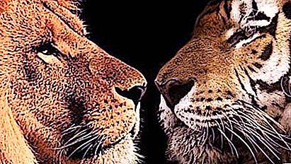 Kuka on vahvempi - leijona tai tiikeri? Titaanien yhteenotto