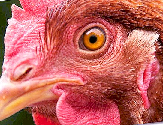 Kyllinghjerne: interessante fakta