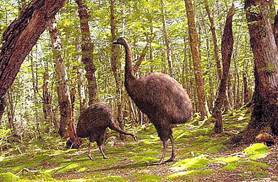 Some interesting facts about the moa bird