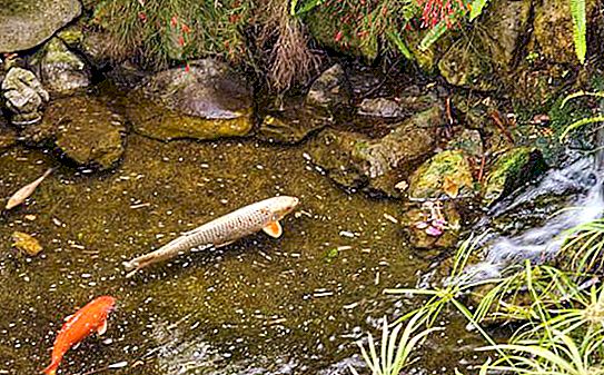 तालाब की मछली: प्रकार, नाम, फोटो