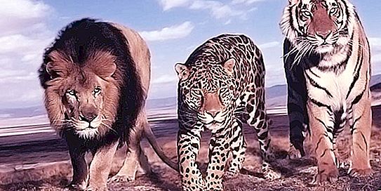 De grootste wilde kat ter wereld: beschrijving, leefgebied, kenmerken, maten, foto's
