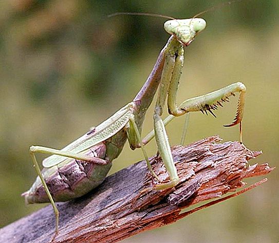 The most interesting information about the mantis insect