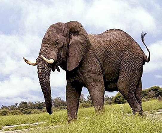 ช้างมีน้ำหนักเท่าไหร่? เกือบ 4 แรดหรือ 18 ม้าลาย