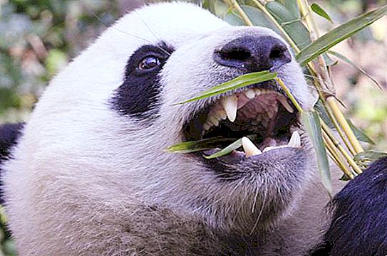 How many teeth does a panda have big and small?