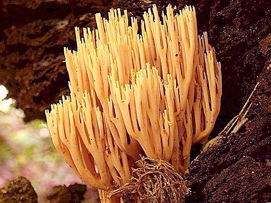 Amazing near: mushroom slingshot