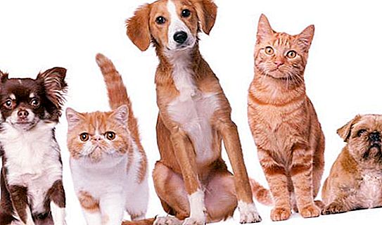 World Pet Day - history, date and interesting facts