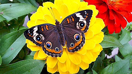 Nymphalidae motýli: obecné vlastnosti, popis, rozsah, druh potravy