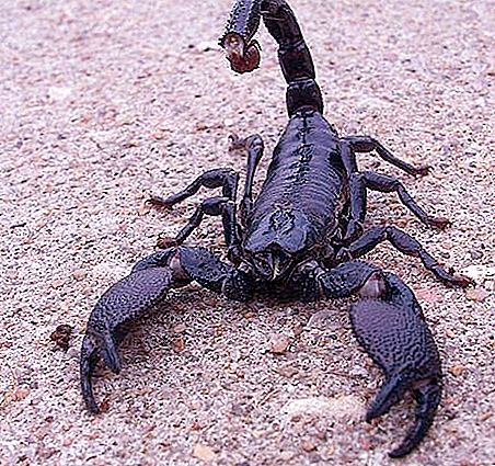 Emperor Scorpions: contenuto domestico