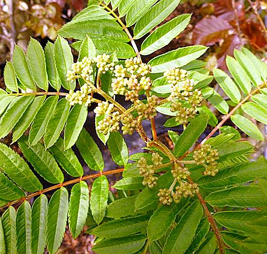 Rowan leaf: muoto, kuvaus, rakenne ja valokuva. Miltä pihlajanlehti näyttää kesällä ja syksyllä?
