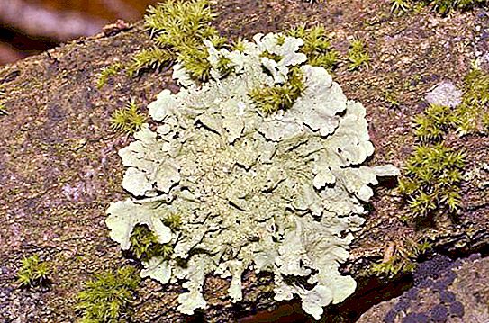 緑豊かな苔癬：説明、特徴、構造、特徴