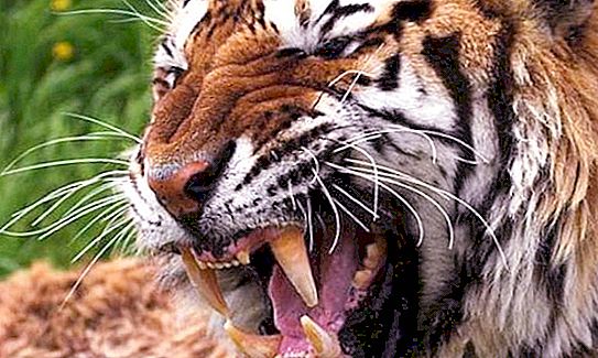 Tigre malais: description, photo